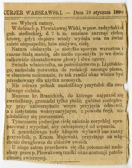 Wycinek prasowy z gazety "Kurjer Warszawski"  zatytułowany: "Wybryk natury"  ...